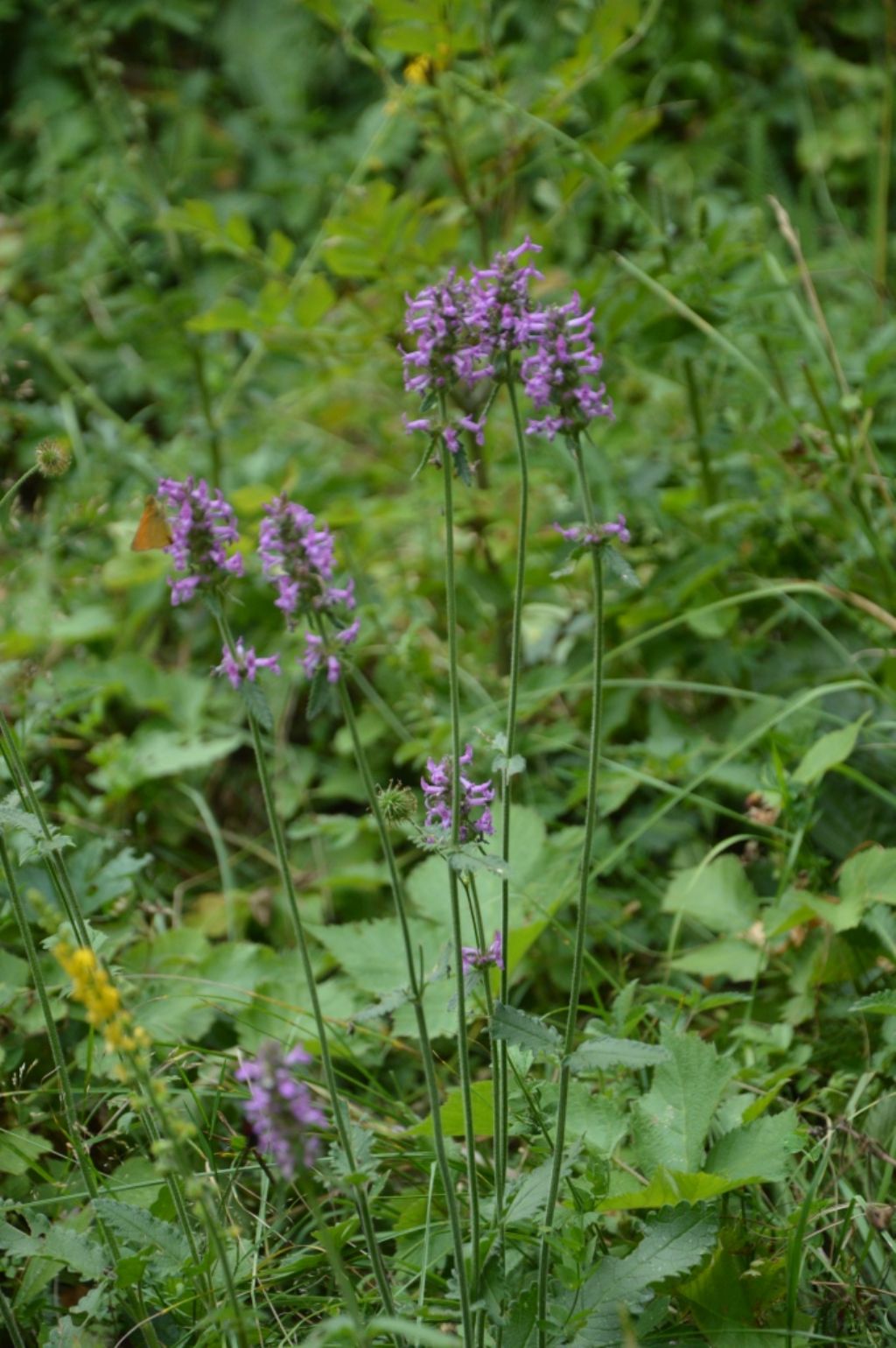 Betonica officinalis (=Stachys officinalis) / Betonica comune